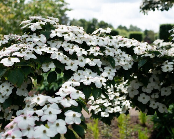 6月の花たち RHS（王立園芸協会）ガーデンウイズリー: おとの記録